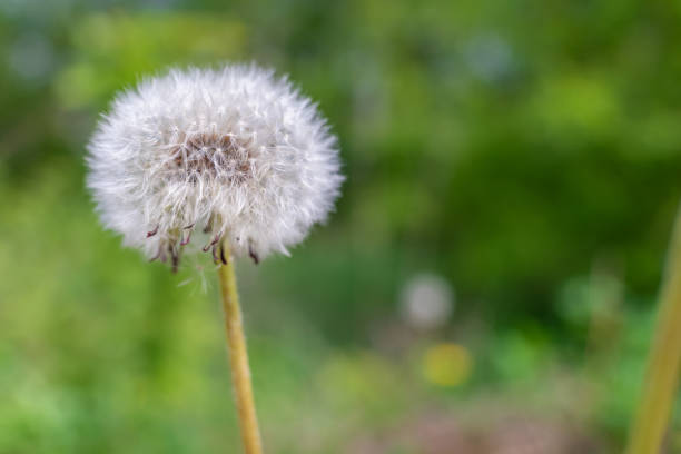 istock Beautiful white dandelion with seeds on green background close up 1222607947