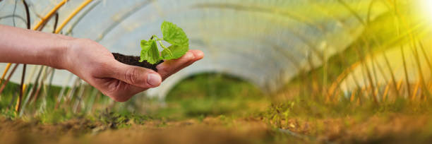 istock New Life Young Plant in Sunlight, Growing, Seedling 1222608122