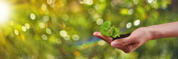istock New Life Young Plant in Sunlight, Growing, Seedling 1222608140