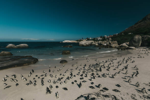 istock A flock of penguins are standing on the beach 1222608827