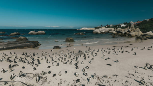 istock A flock of penguins are standing on the beach 1222608895