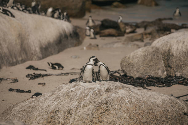 istock A close up of a pair penguins standing on the stone 1222609013