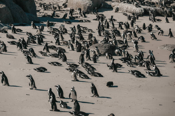 istock A flock of penguins are standing on the beach 1222609199