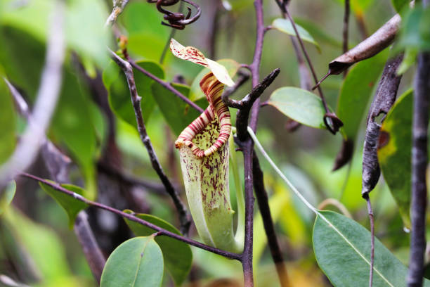 istock Nepenthes (Nepenthaceae) - Malaysian Borneo Asia 1222609270