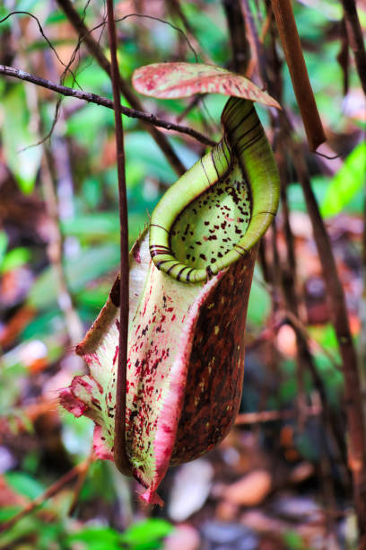 istock Nepenthes (Nepenthaceae) - Malaysian Borneo Asia 1222609478