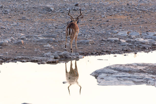 istock View of a kudu at waterhole 1222609492