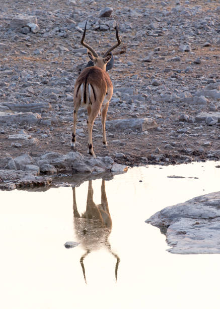 istock View of a kudu at waterhole 1222609512
