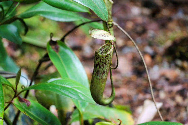 istock Nepenthes (Nepenthaceae) - Malaysian Borneo Asia 1222610111