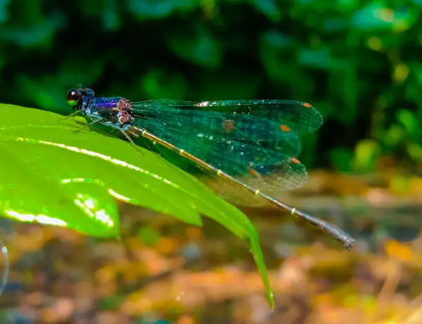 Photo of Dragonfly.Black Blue eyed dragonfly found in India in a tropical rain forest and the dragon fly has transparent wings.The dragon fly is sitting on a green leaf.Indian wildlife.