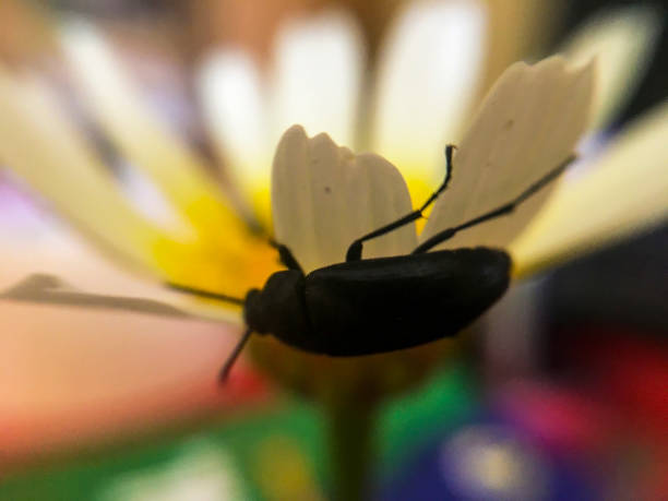 istock Close-up macro. A beautiful daisy with white petals. A big black bug on it. Bokeh and a beautiful depth of field 1222612136