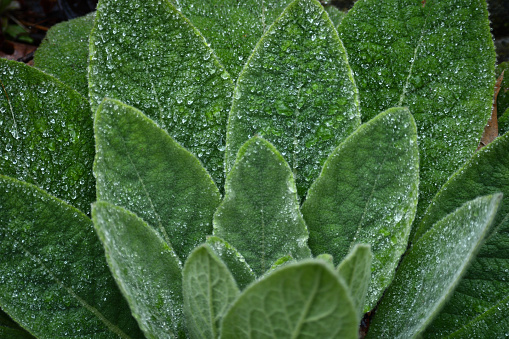 Close-up of common mullein leaves covered in April raindrops