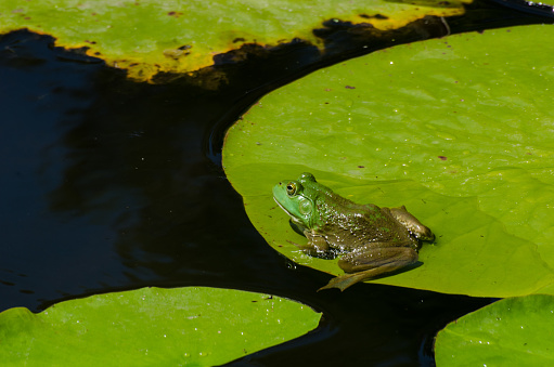 Bullfrog Contemplating the Leap