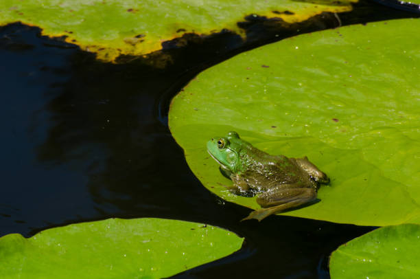 bullfrog contemplating the leap - frog water lily pond sunlight imagens e fotografias de stock