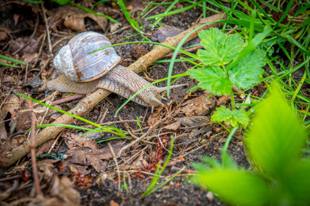 istock large Roman snail crawls across the damp forest floor 1222613355