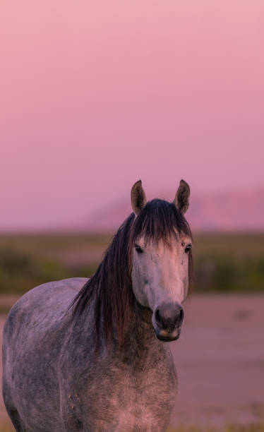 istock Wild Horse at Sunset in the Desert 1222613392