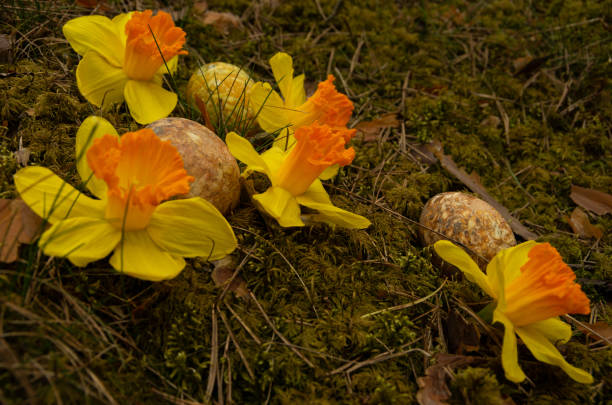 Easter painted eggs with stars and daffodils, food