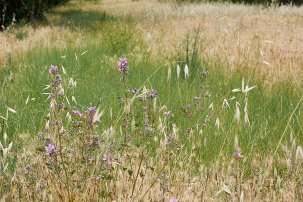 istock Oat plants in a green field 1222615655