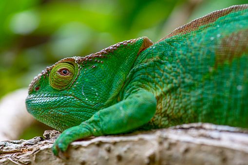 Close-up shot of a female Parson's chameleon (Calumma parsonii) in Madgascar. Parson´s chameleons are the second largest chameleons in the world and are endemic to Madagascar.
