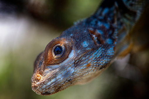 Close-up portrait of a Madagascan collared iguana or Cuvier's Madagascar swift (Oplurus cuvieri) which is endemic to Madagascar. Shot in wildlife in Eastern Madagascar.
