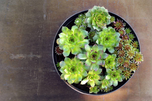 istock Houseleeks (Sempervivum succulents) in flower pot 1222617146
