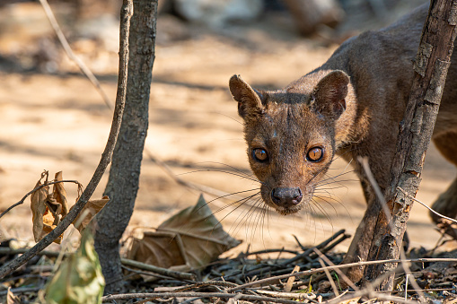 Rare wildlife shot of a male Fossa (Cryptoprocta ferox), SHOT IN WILDLIFE in Madagascar. A Fossa is a cat-like mammal that is endemic to Madagascar. The fossa is the largest mammalian carnivore on the island of Madagascar and could be comparedwith a small cougar.