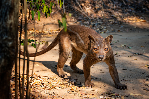 Rare wildlife shot of a male Fossa (Cryptoprocta ferox), SHOT IN WILDLIFE in Madagascar. A Fossa is a cat-like mammal that is endemic to Madagascar. The fossa is the largest mammalian carnivore on the island of Madagascar and could be comparedwith a small cougar.