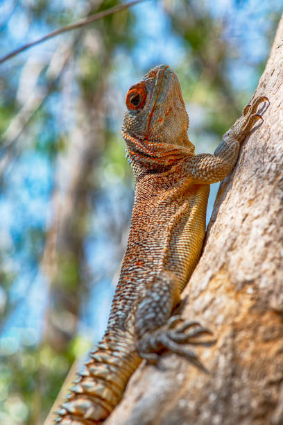 крупным планом выстрел из мадагаскара меррема быстро - lizard collared lizard reptile animal стоковые фото и изображения