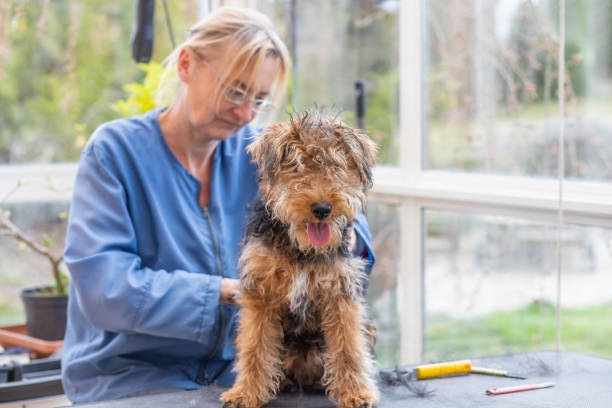 istock Groomed Welsh Terrier Dog is standing on grooming table. 1222617561