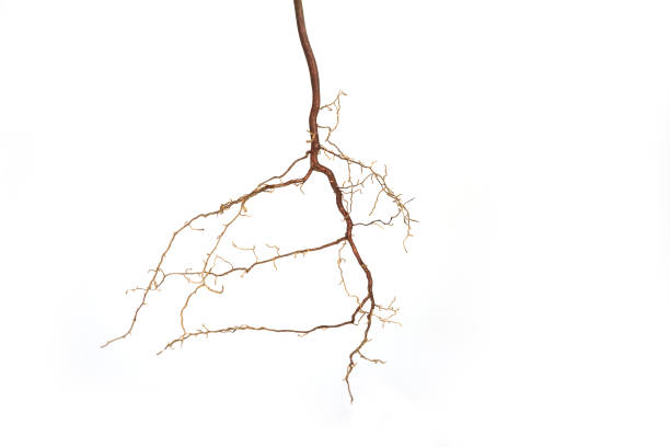 istock Roots of a plant on a white background 1222617844