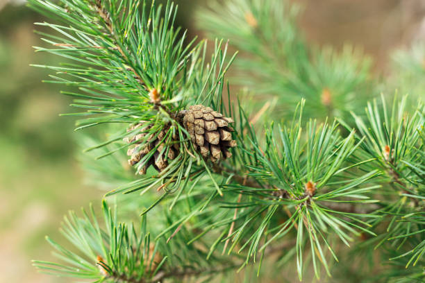 istock Green spruce branch with a pine cone. 1222618535