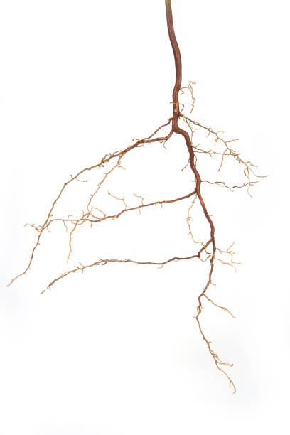 istock Roots of a plant on a white background 1222618666
