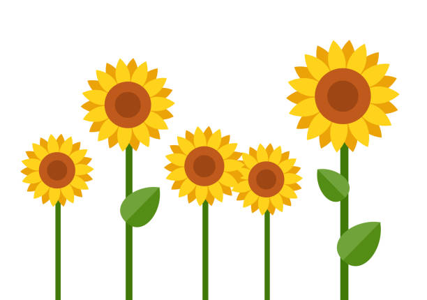 Blooming sunflowers vector flat isolated Group of blooming sunflowers different sizes vector flat material design isolated on white sunflower stock illustrations