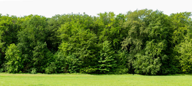istock panorama of a park, trees behind a green meadow, cloudy day 1222618979