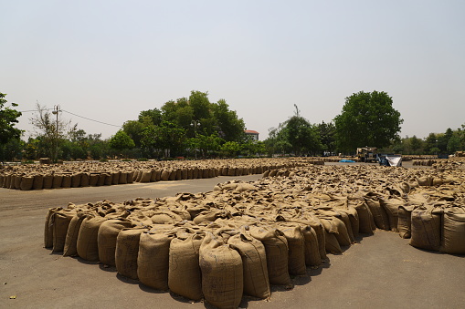 3 may 2020,sirsa\\haryana\\india.Wheat crop  in sacks after harvesting ,placed in open in market during lockdown in india