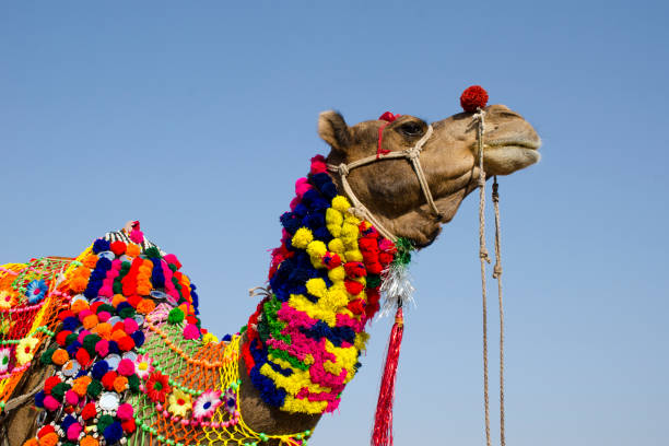 istock decorated camel at pushkar camel fair rajasthan 1222620532