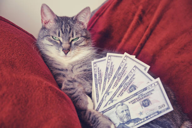 istock Grey cat sleeping on a red bed with cash us dollars, close-up 1222621308
