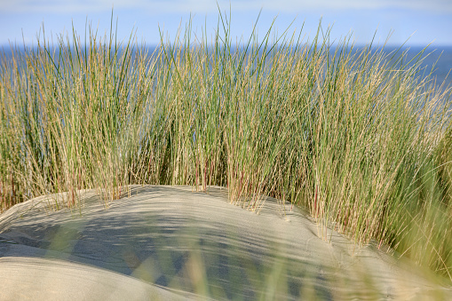 sand dunes along the Dutch coast near The Hague; Kijkduin, Netherlands