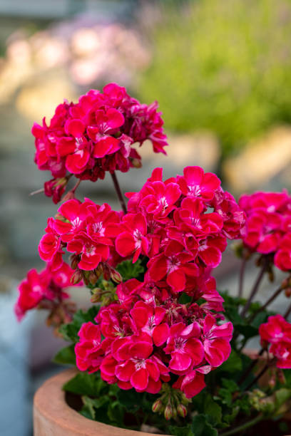 istock Red garden geranium flowers 1222622053