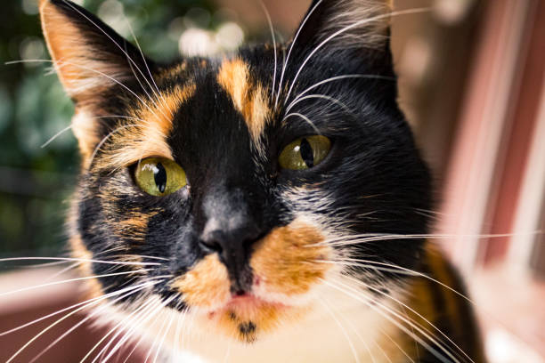 istock Curious calico cat staring into the lens. 1222622064