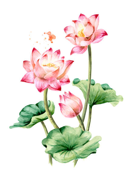 bouquet von schönen rosa lotus blumen mit grünen blättern. hand gezeichnet botanische aquarell-illustration, isoliert auf weißem hintergrund - lotus water lily isolated lily stock-grafiken, -clipart, -cartoons und -symbole