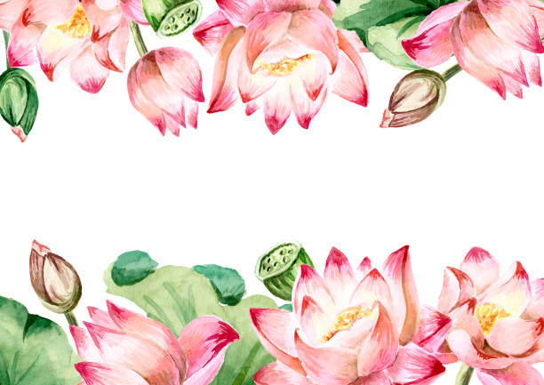 illustrazioni stock, clip art, cartoni animati e icone di tendenza di fiori di loto rosa con bordo o cornice di foglie verdi, modello di biglietto d'auguri. illustrazione ad acquerello botanica disegnata a mano isolata su sfondo bianco - lotus water lily lily pink