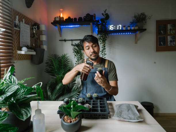Florist Man Seedling Plants At Home. Hipster asian man watering and seeding his indoor plant garden. cactus plant water stock pictures, royalty-free photos & images