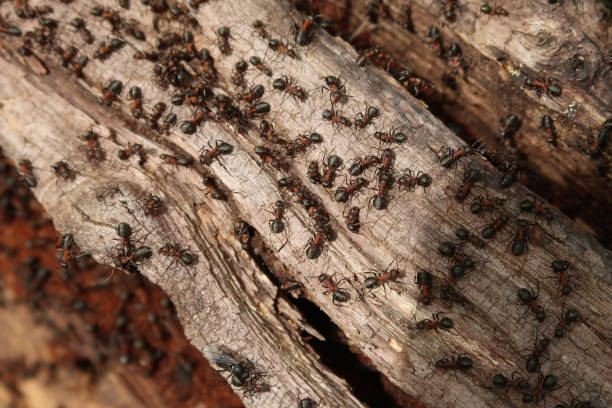 Large number of wood ants on a old log in ancient Norsey wood Large number of wood ants on a red grey brown rooten log near to their nest. Sunny spring day in ancient Norsey Wood. Close up. Industry, efficiency, teamwork and cooperation. Billericay, Essex, United Kingdom, May 3, 2020 forest floor stock pictures, royalty-free photos & images