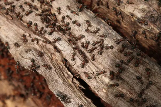 Large number of wood ants on a red grey brown rooten log near to their nest. Sunny spring day in ancient Norsey Wood. Close up. Industry, efficiency, teamwork and cooperation. Billericay, Essex, United Kingdom, May 3, 2020