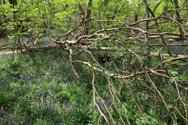 istock Forest glade path in ancient Norsey woodland 1222623593