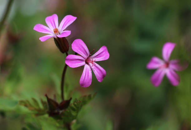 istock Pinl Herb Robert Flowers in close up 1222623714