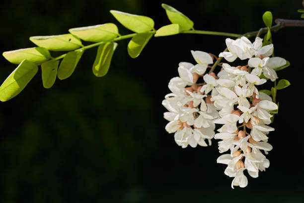 floración del árbol robinia pseudoacacia. conocida como falsa acacia o langosta negra. flores blancas con hojas verdes. - locust tree black robinia fotografías e imágenes de stock