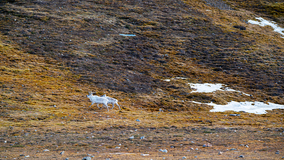 Wild Reindeer Eating Grass and Flowers