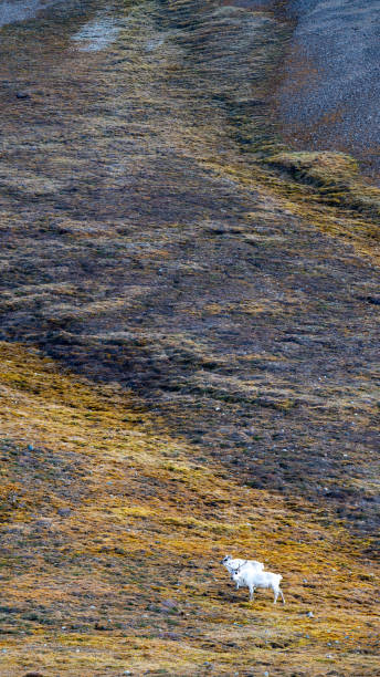 istock Wild Reindeer Eating Grass and Flowers 1222624729