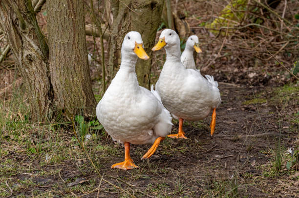 istock Heavy white pekin ducks running towards the camera 1222625027